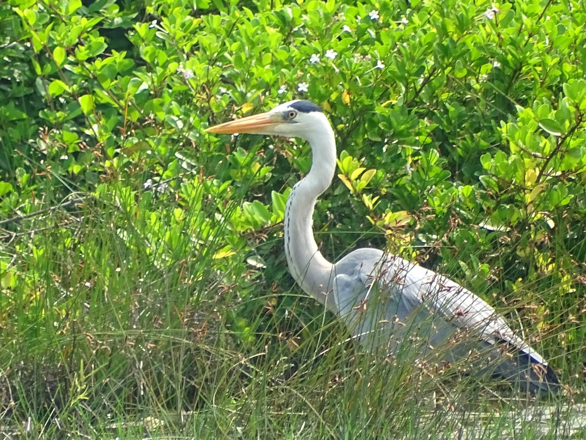 Gray Heron - ML614003954