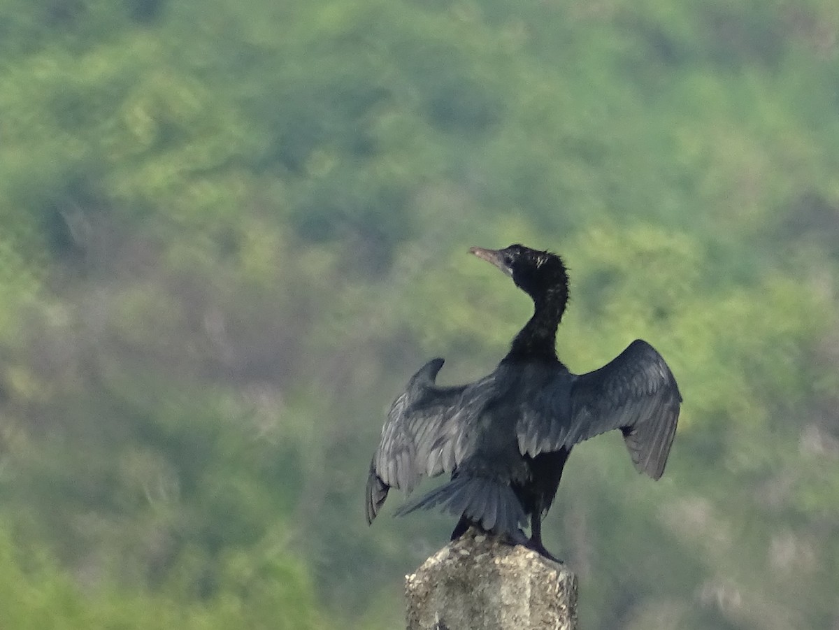 Little Cormorant - Sri Srikumar