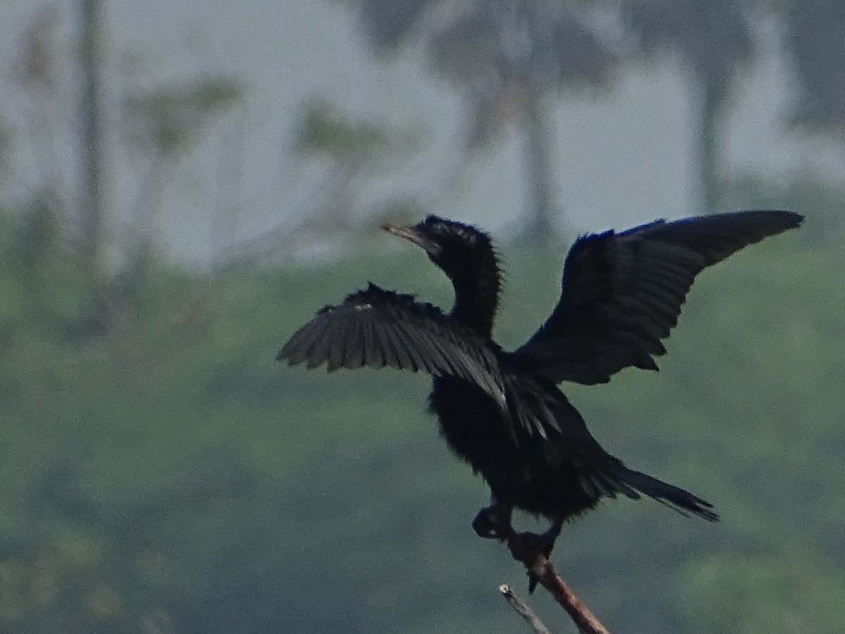 Little Cormorant - Sri Srikumar