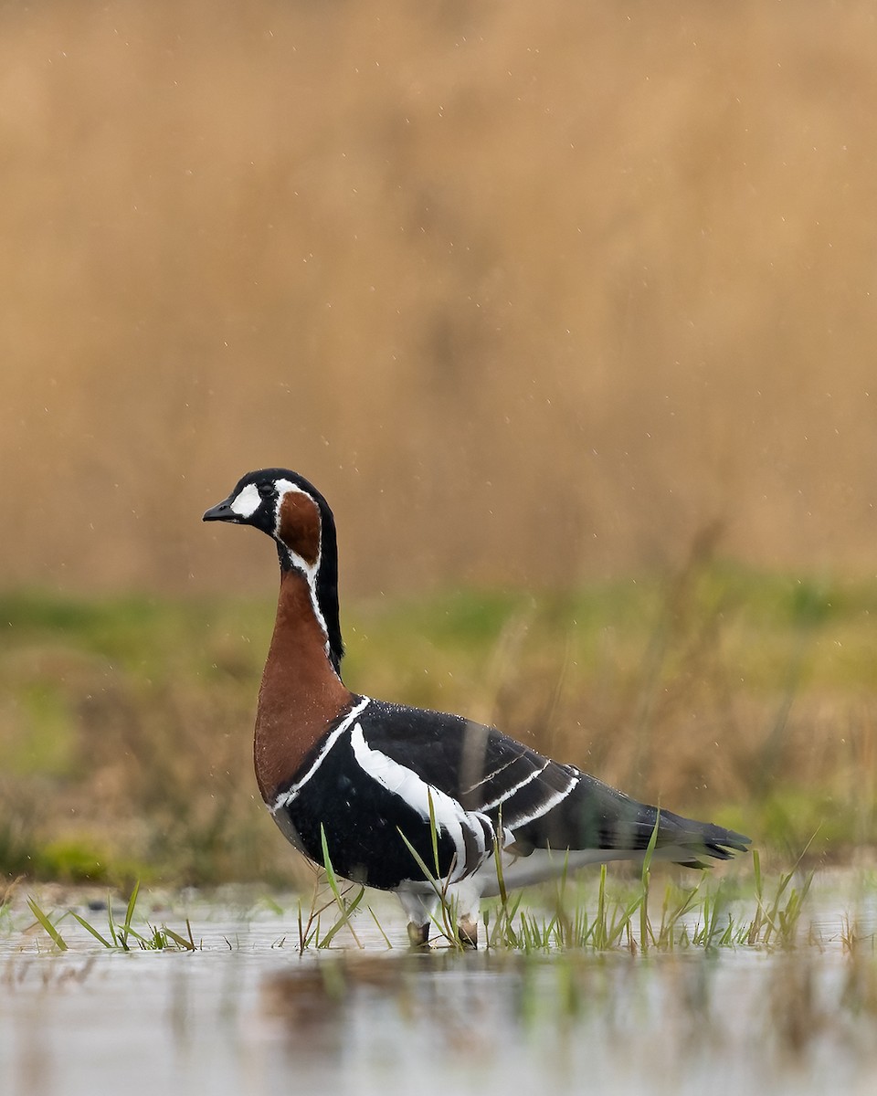 Red-breasted Goose - ML614003976