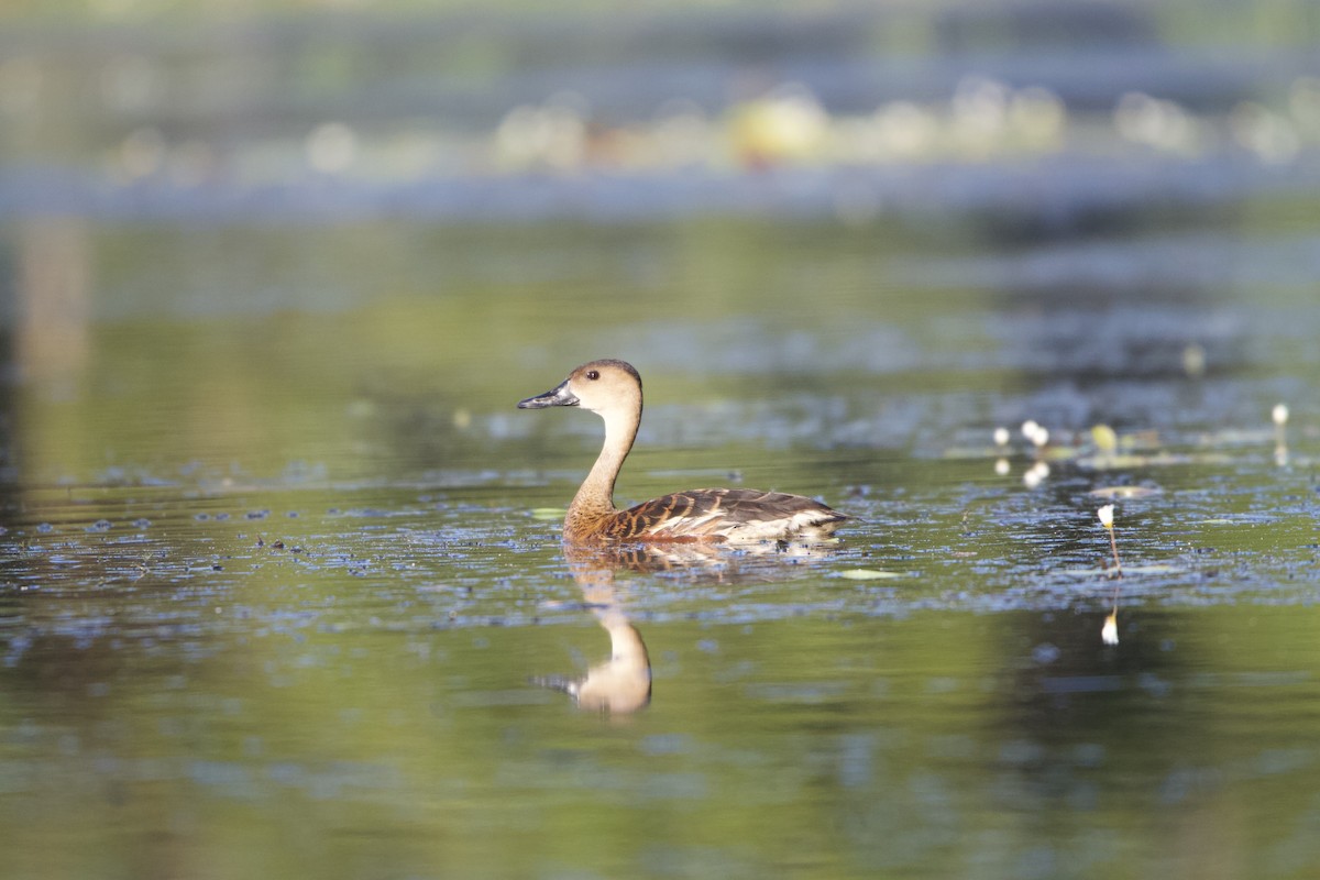 Wandering Whistling-Duck - ML614003981