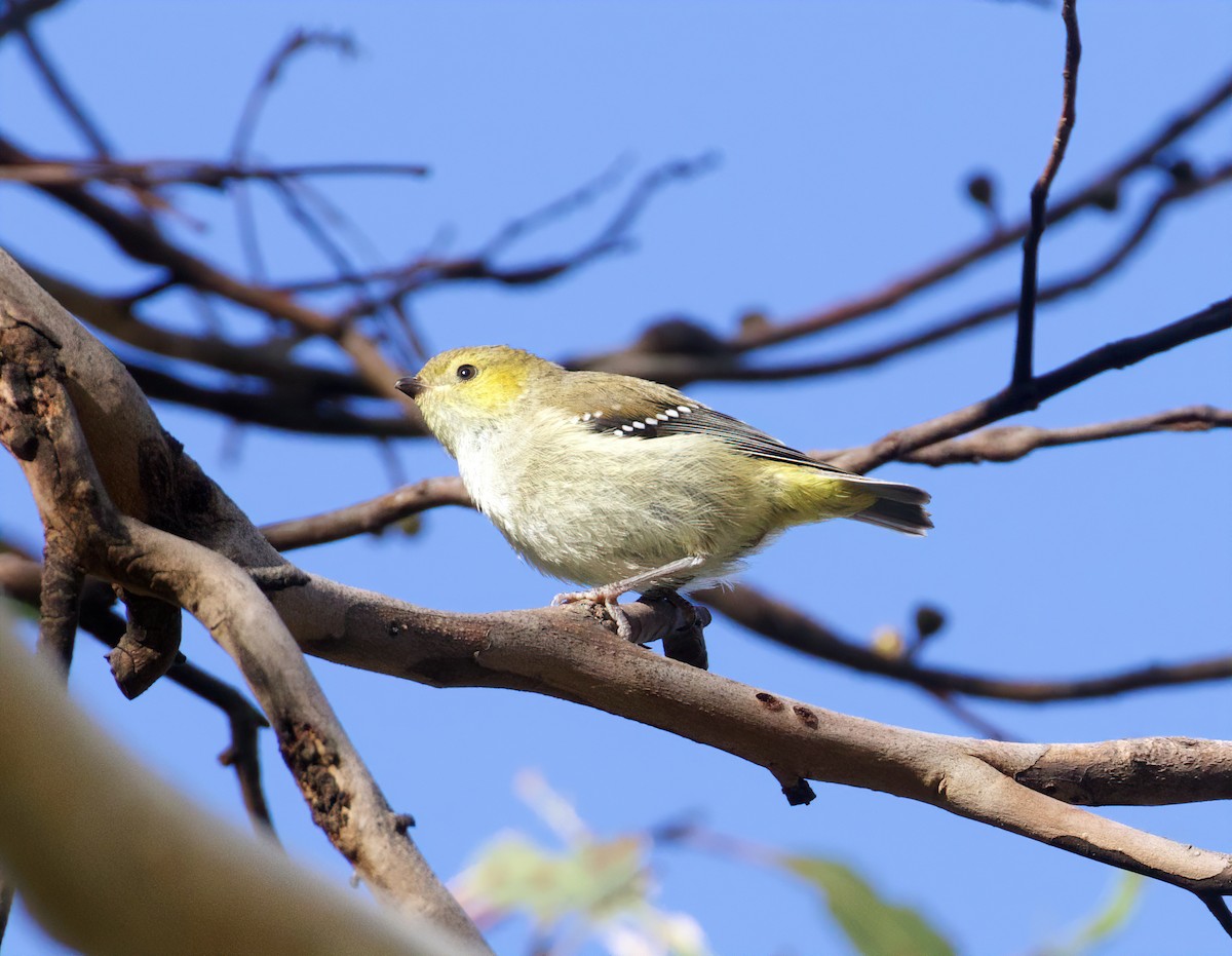 Forty-spotted Pardalote - ML614003997