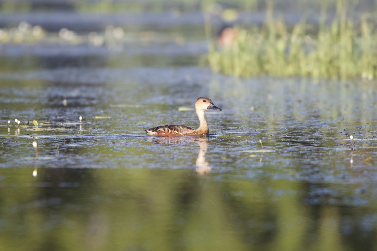 Wandering Whistling-Duck - Harry Love