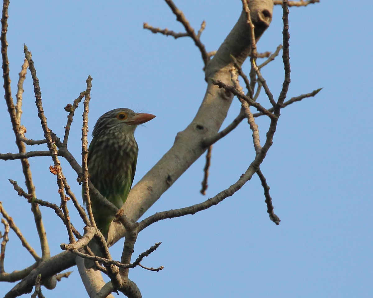 Lineated Barbet - ML614004015