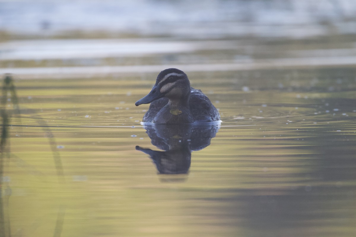 Canard à sourcils - ML614004017