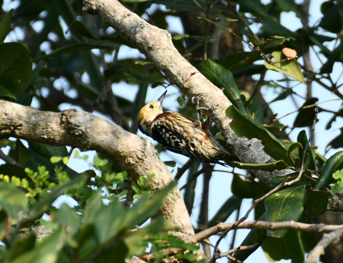 Yellow-crowned Woodpecker - ML614004031