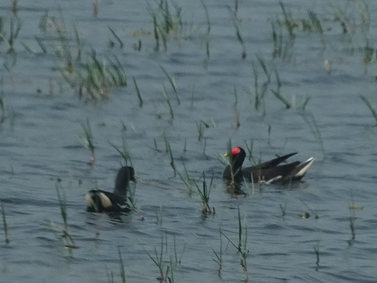 Eurasian Moorhen - ML614004038