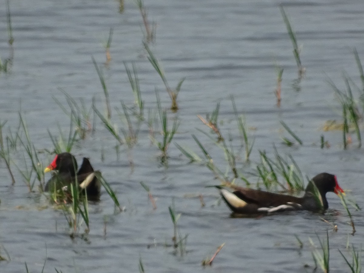 Eurasian Moorhen - ML614004042