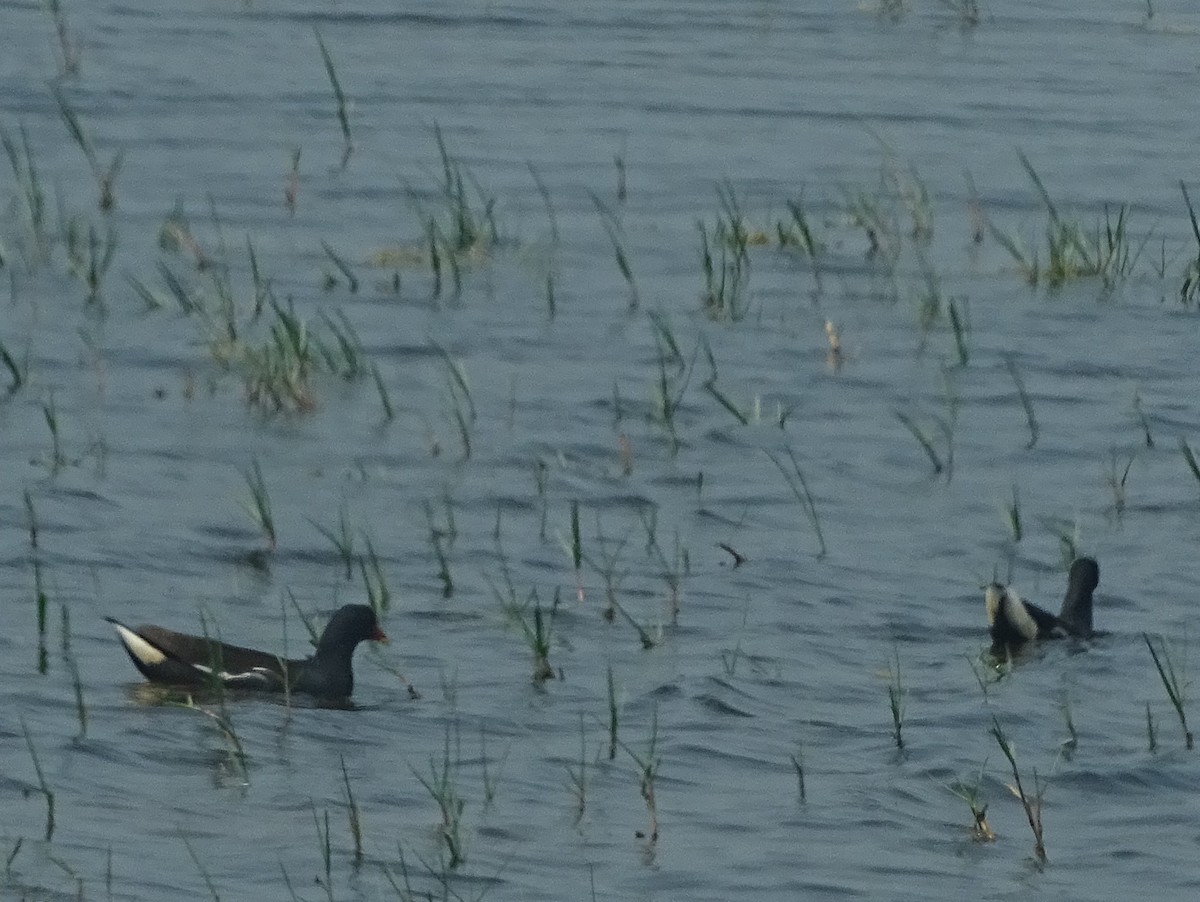 Eurasian Moorhen - ML614004043