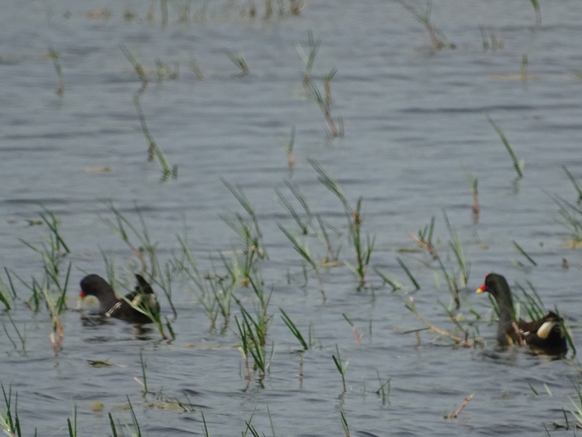 Eurasian Moorhen - ML614004045