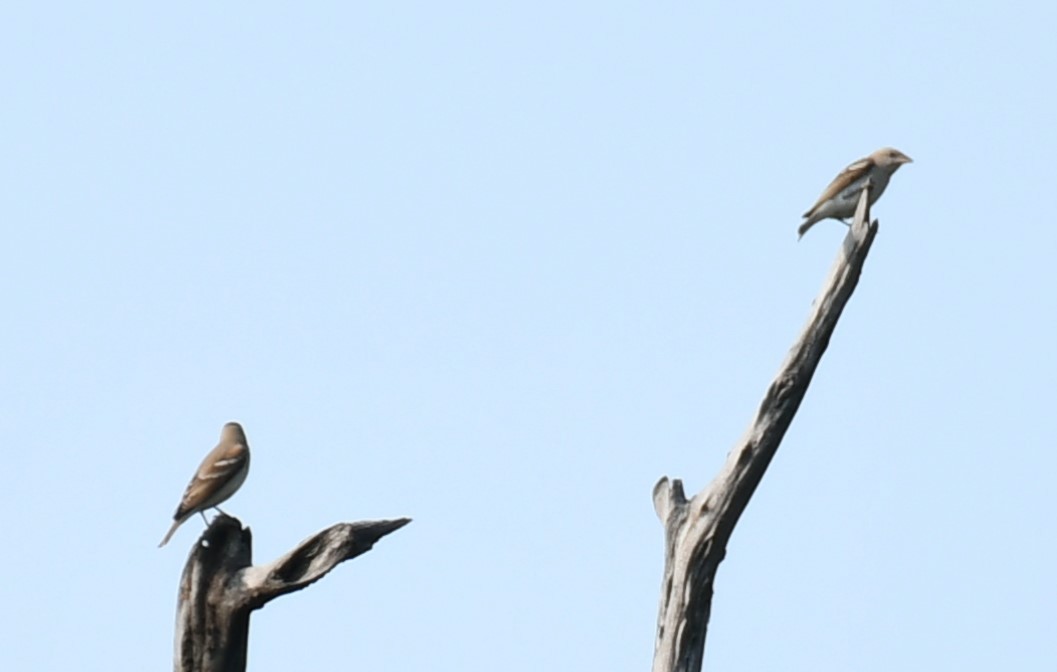 Yellow-throated Sparrow - ML614004050