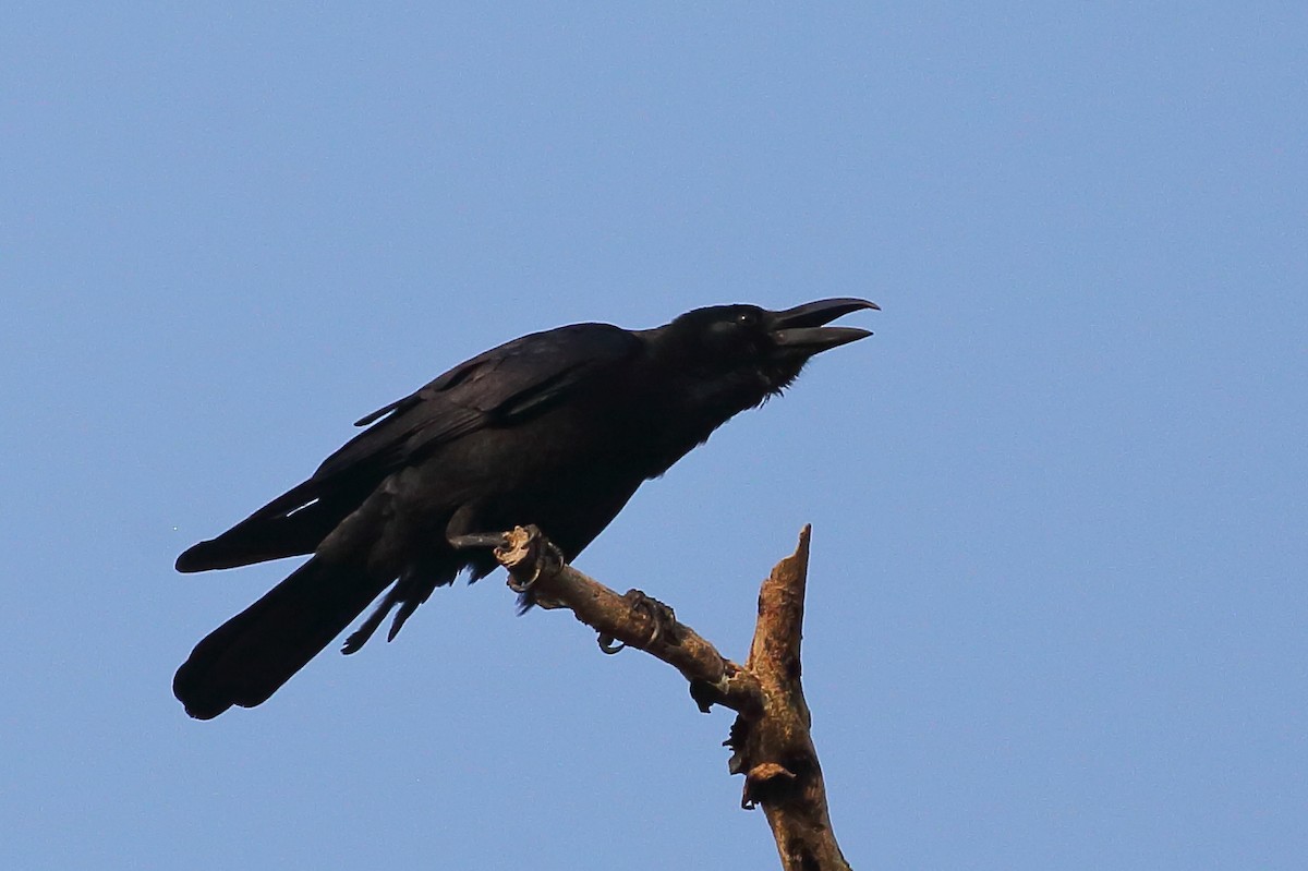 Large-billed Crow (Indian Jungle) - ML614004078