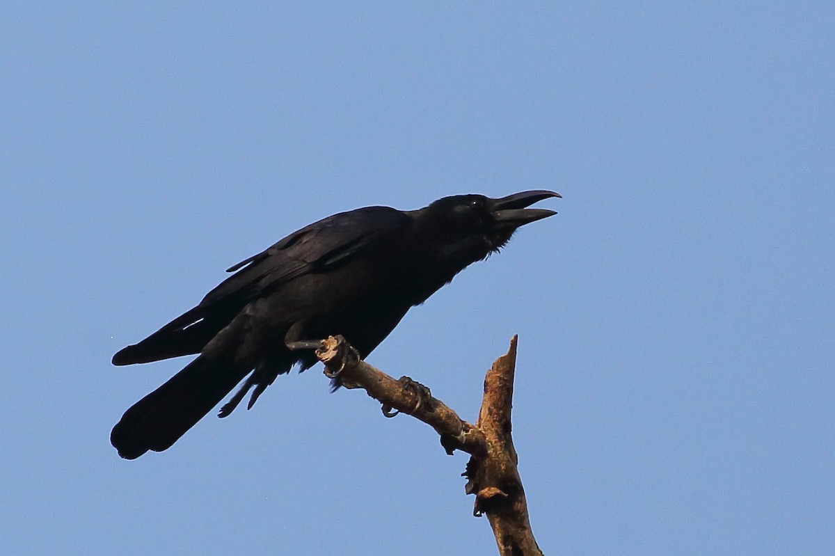 Corbeau à gros bec (culminatus) - ML614004078