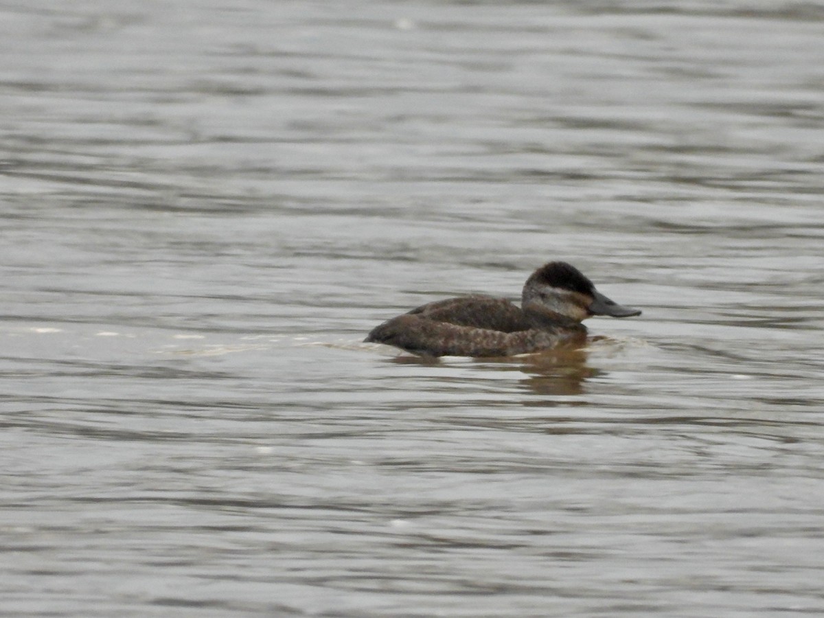 Ruddy Duck - ML614004086