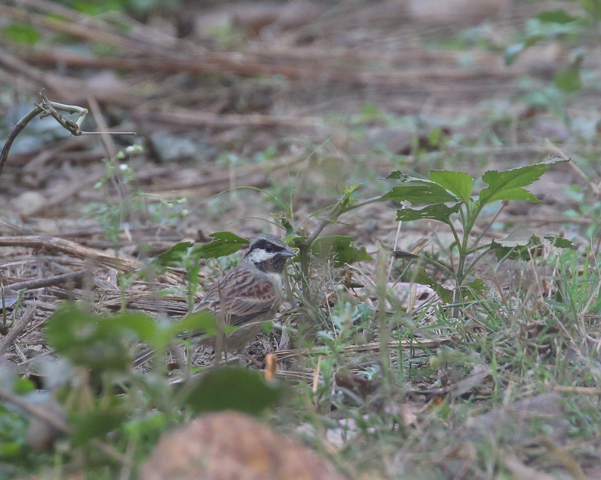 White-capped Bunting - ML614004092