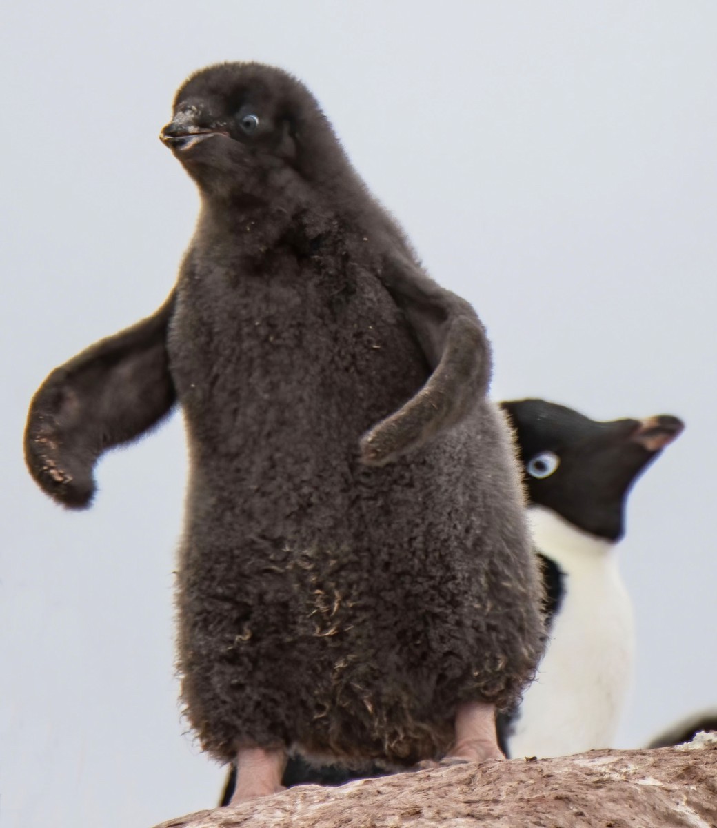 Adelie Penguin - ML614004101