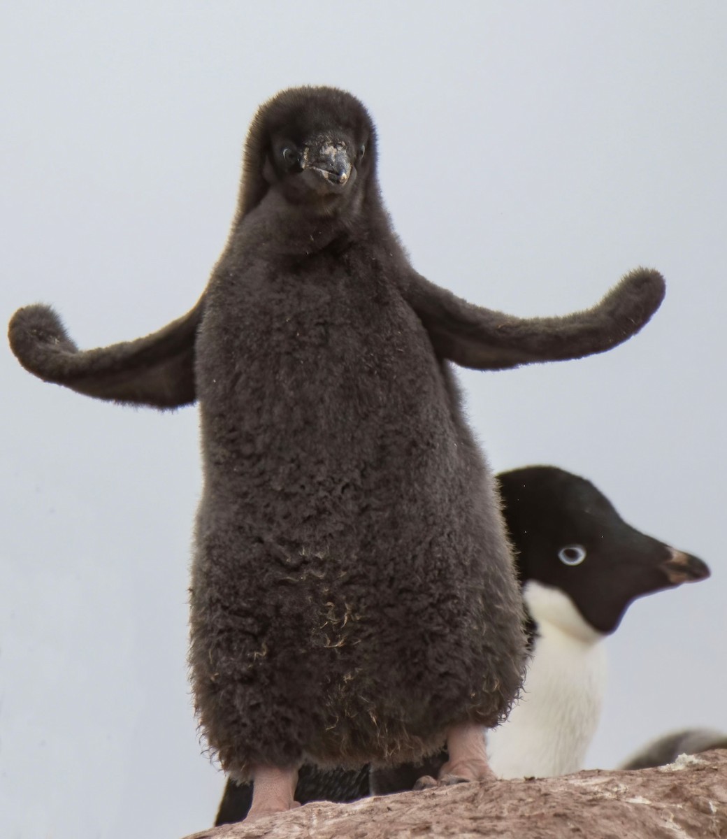 Adelie Penguin - ML614004102