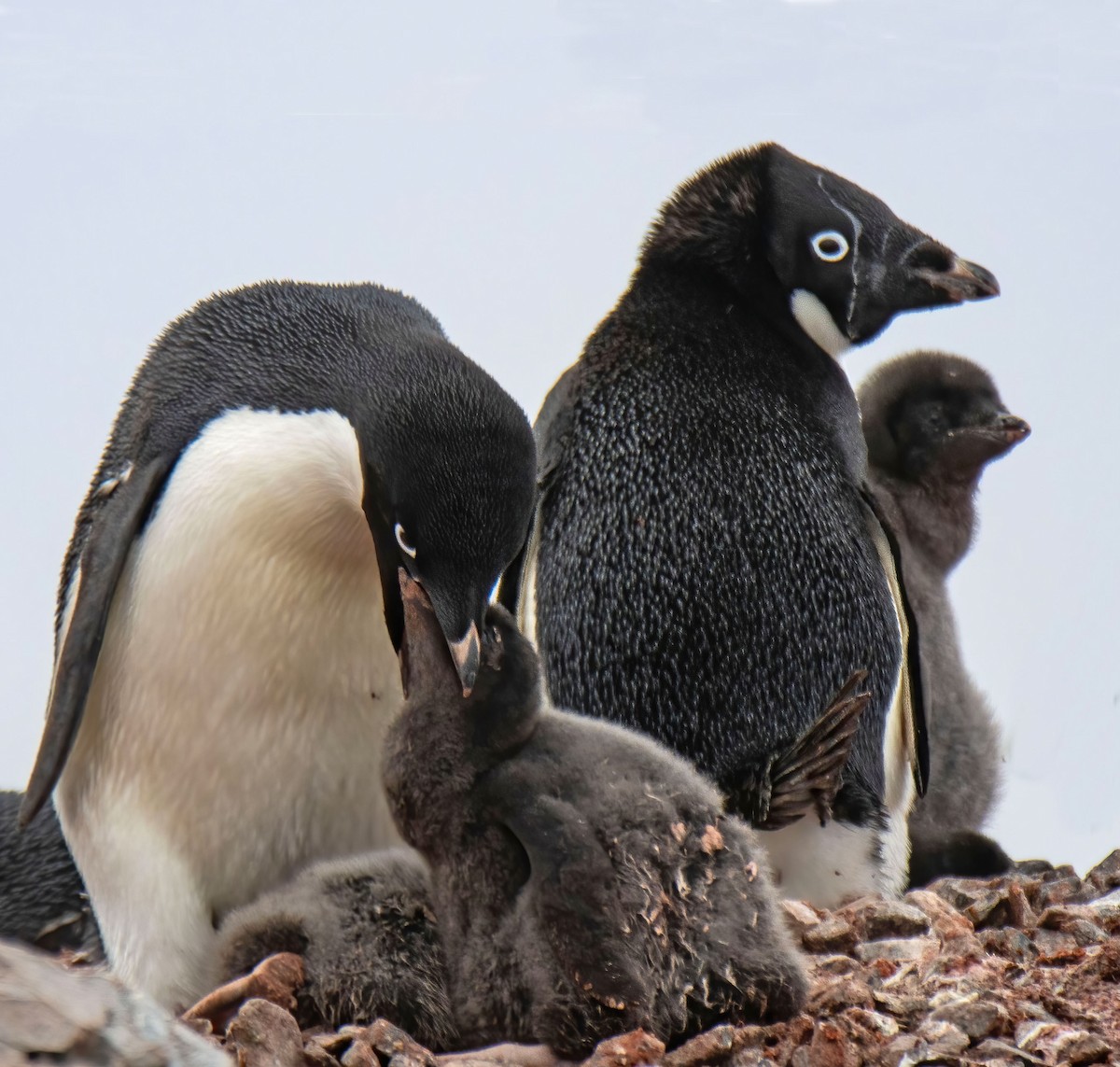 Adelie Penguin - Janet Stevens