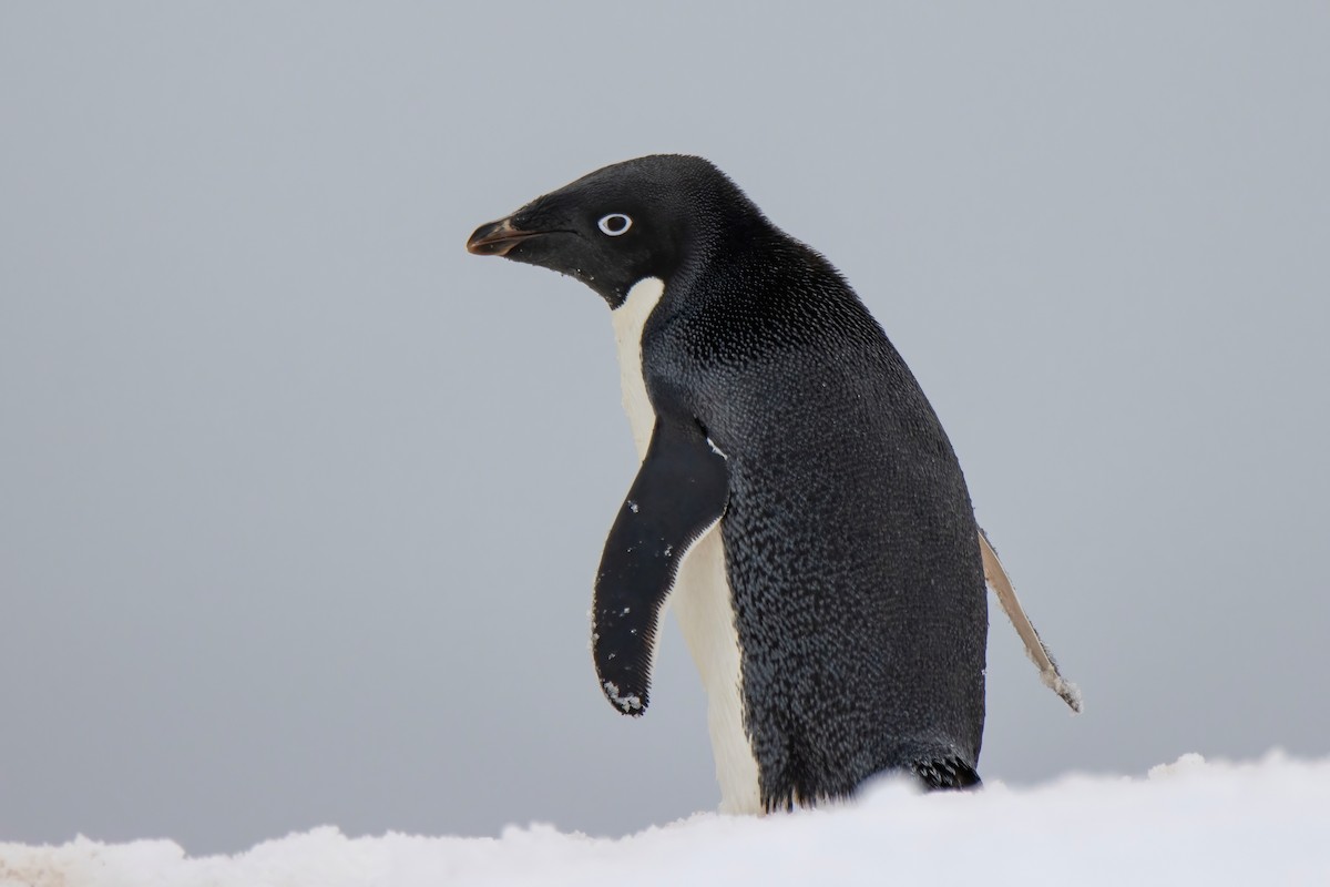 Adelie Penguin - Janet Stevens