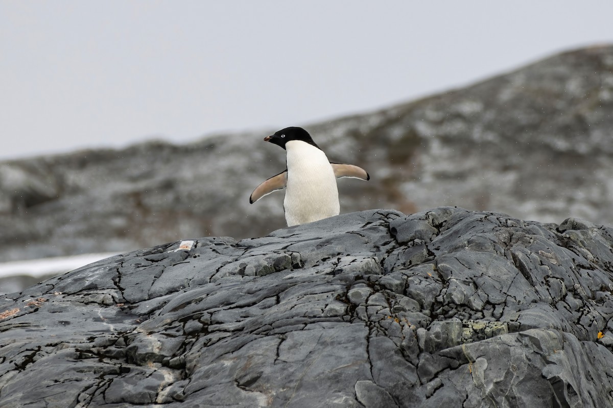 Adelie Penguin - Janet Stevens