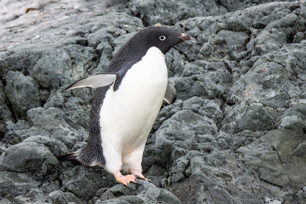 Adelie Penguin - Janet Stevens