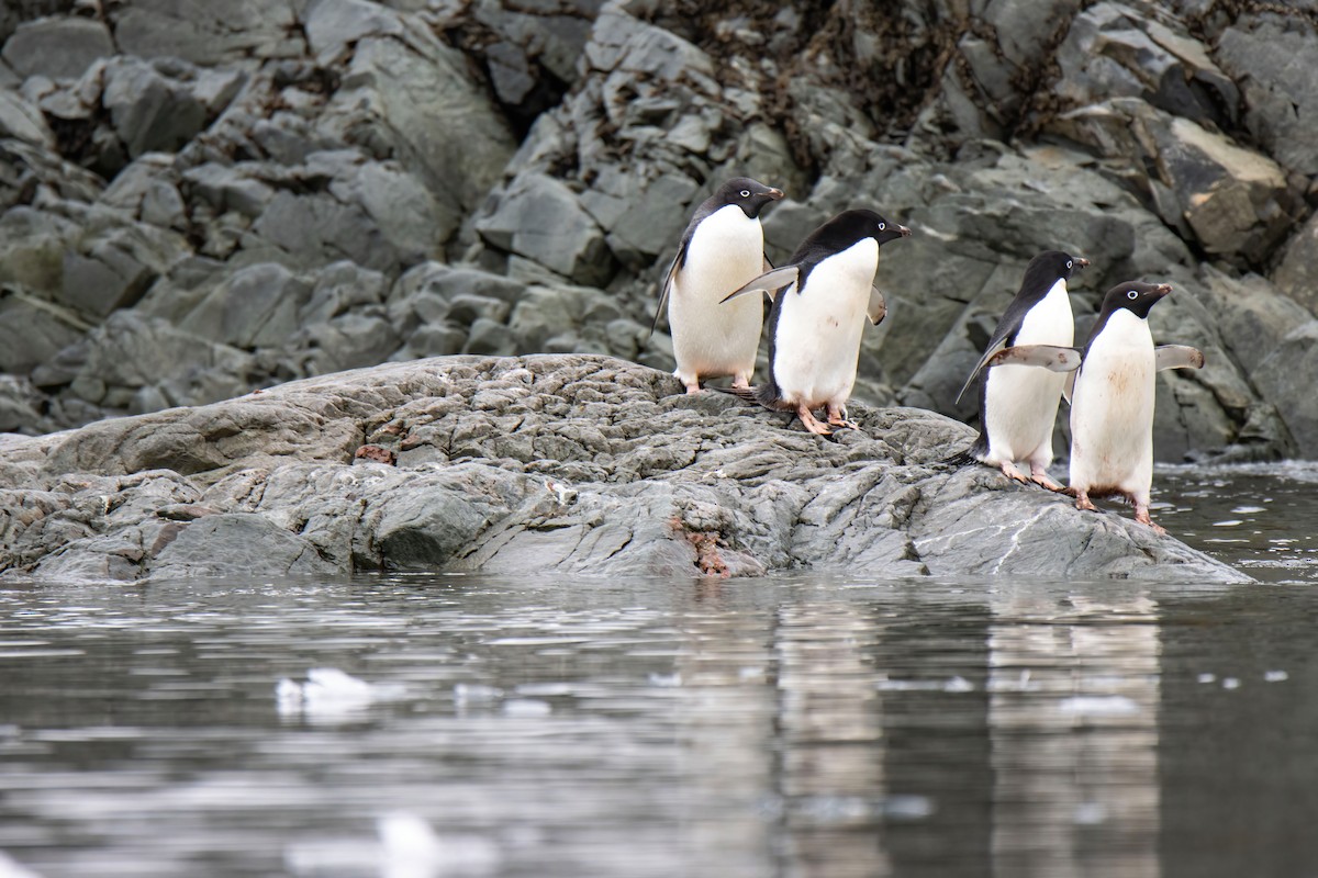 Pingüino de Adelia - ML614004110