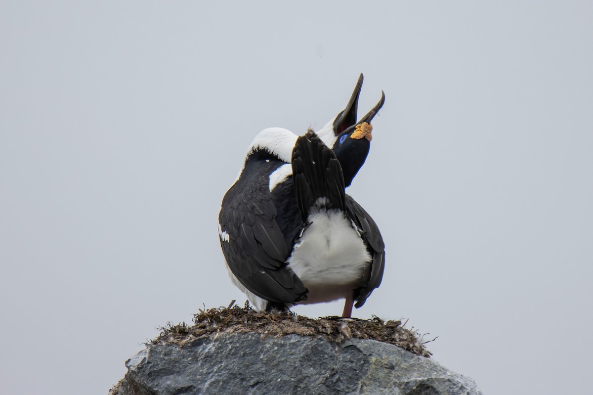 Antarctic Shag - Janet Stevens