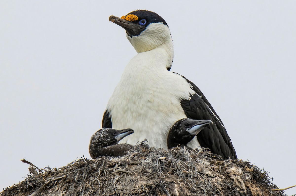 Antarctic Shag - Janet Stevens