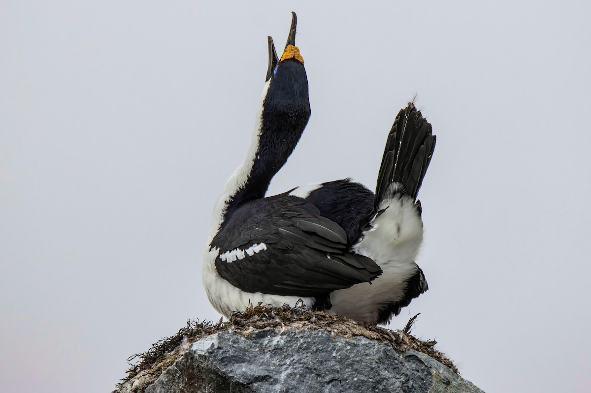 Antarctic Shag - Janet Stevens