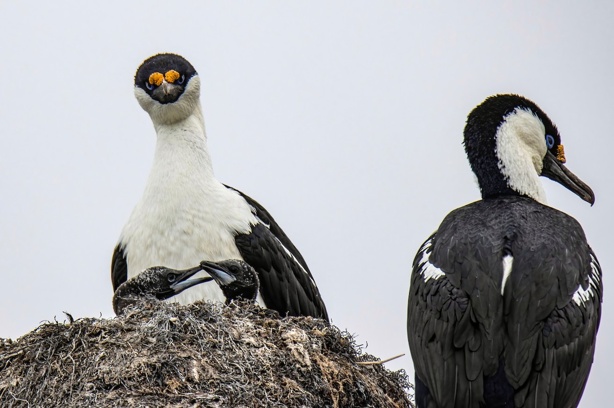 Antarctic Shag - Janet Stevens