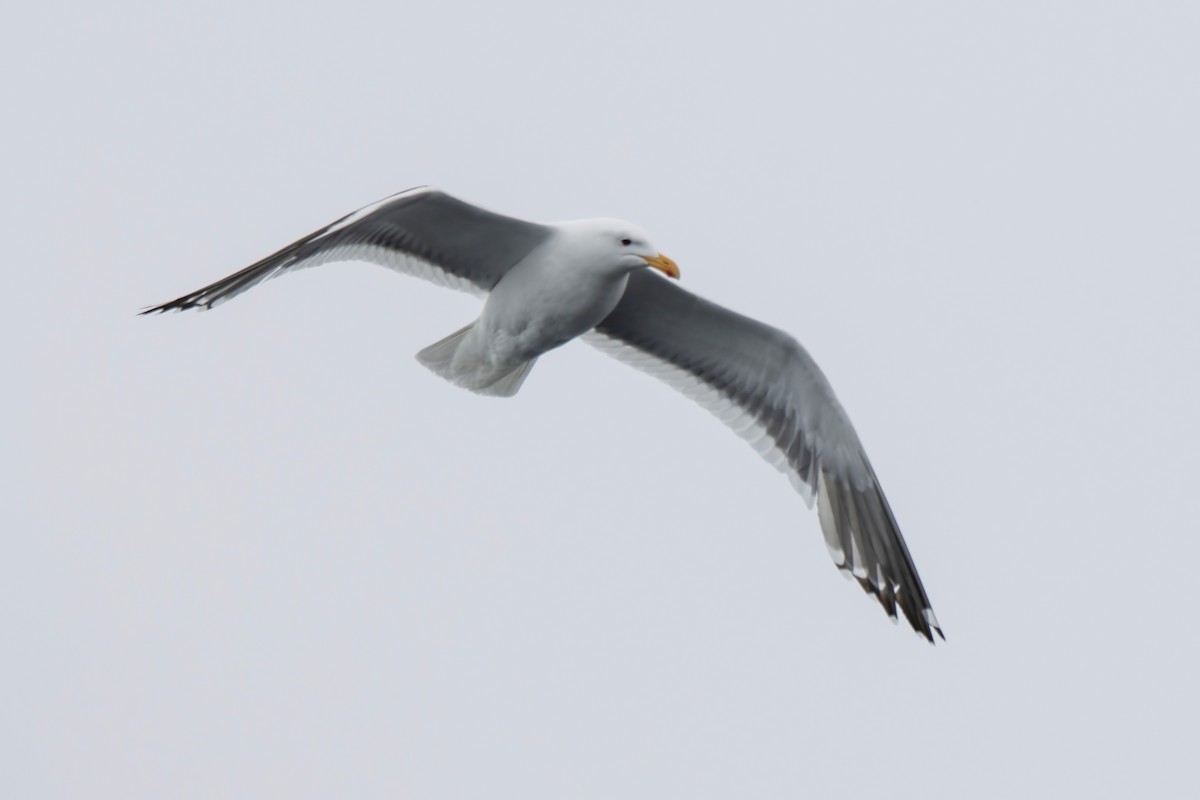 Kelp Gull - Janet Stevens