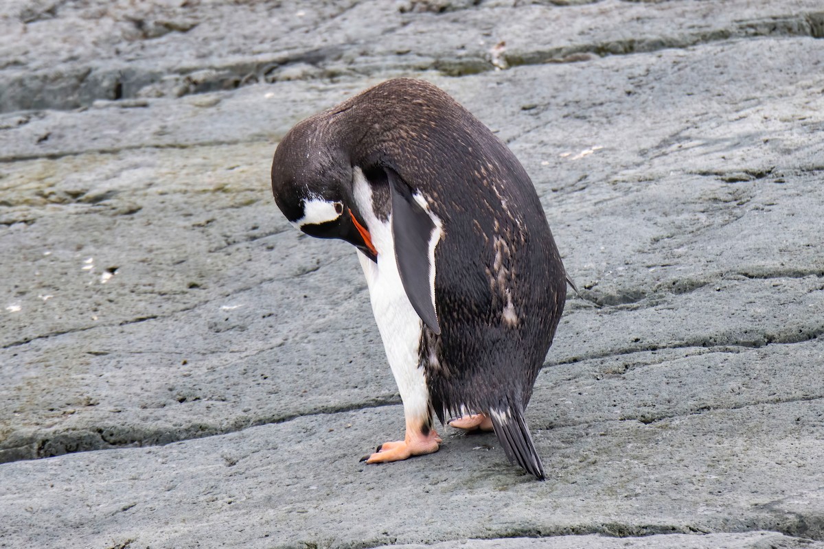 Gentoo Penguin - Janet Stevens