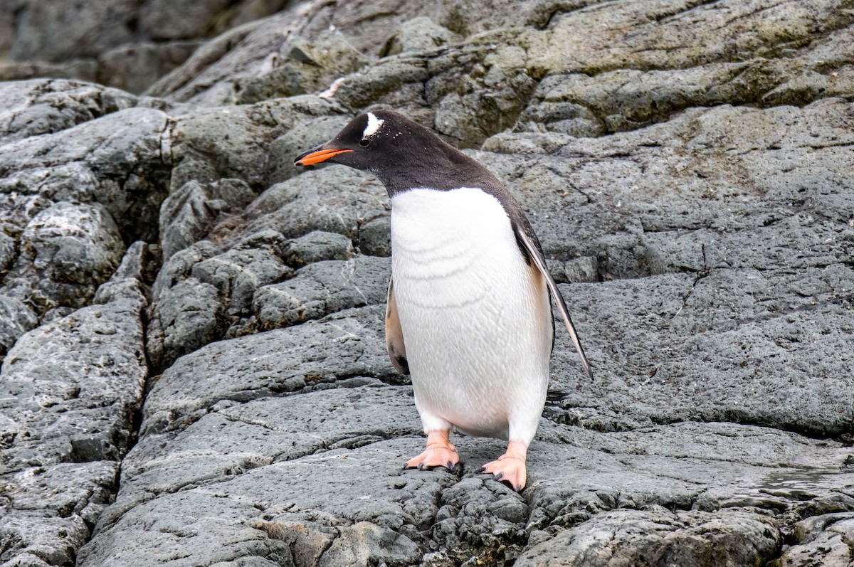 Gentoo Penguin - Janet Stevens