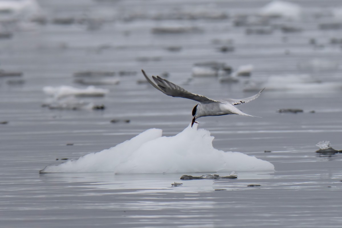 Antarctic Tern - Janet Stevens