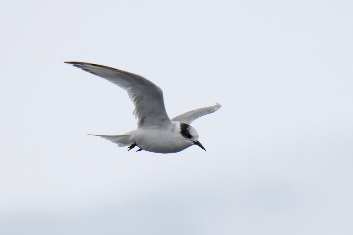 Antarctic Tern - Janet Stevens