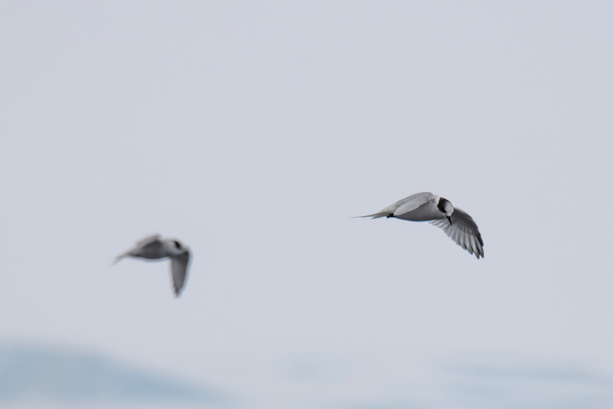 Arctic/Antarctic Tern - Janet Stevens