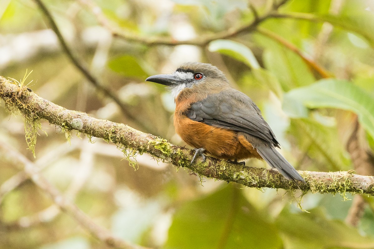 White-faced Nunbird - ML614004151