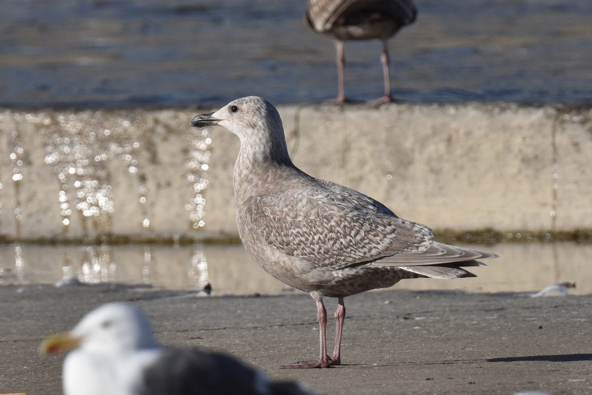 Herring/Glaucous-winged Gull - ML614004173