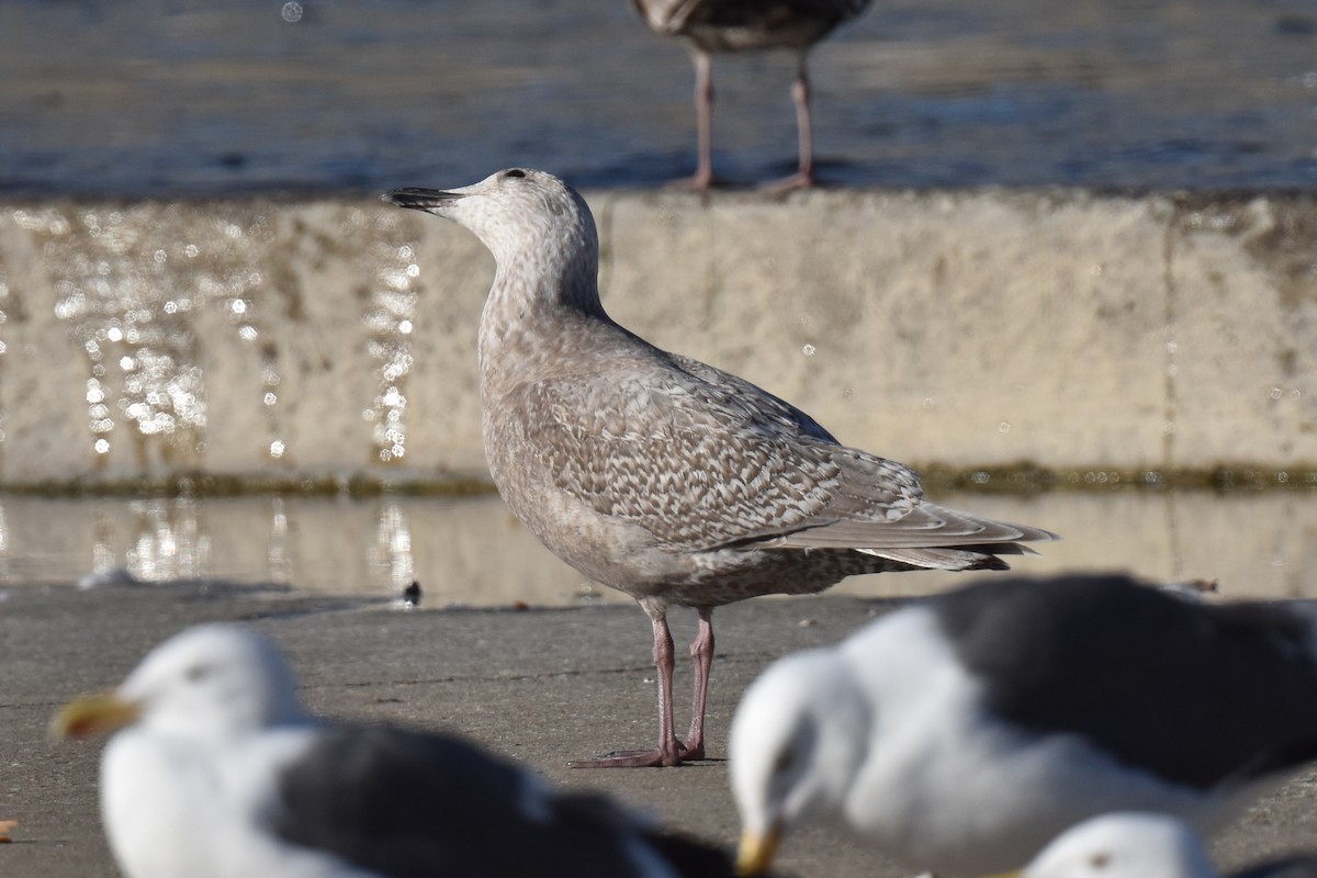 Herring/Glaucous-winged Gull - ML614004174