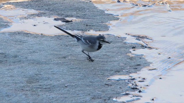 White Wagtail - ML614004178