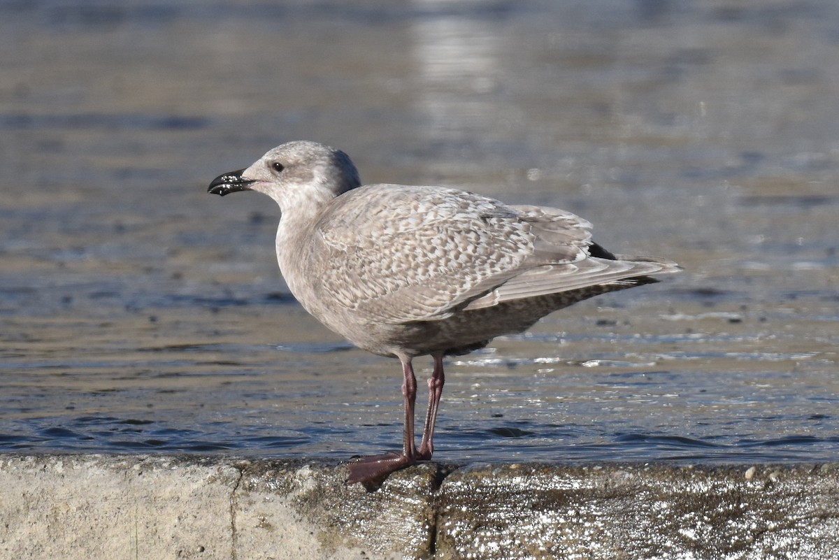 Herring/Glaucous-winged Gull - ML614004202