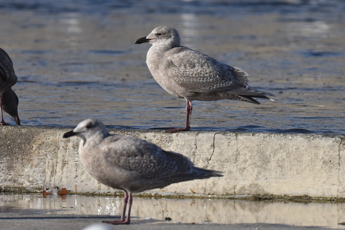 Herring/Glaucous-winged Gull - ML614004204