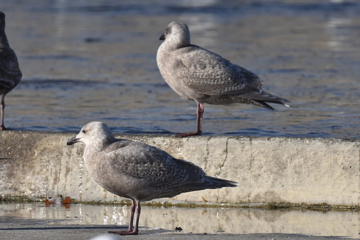 Herring/Glaucous-winged Gull - ML614004205