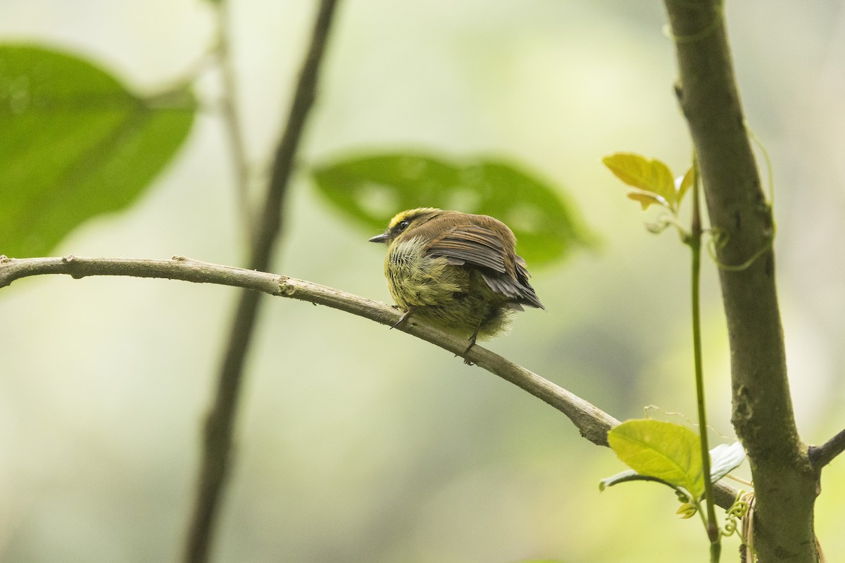 Yellow-bellied Chat-Tyrant - ML614004245