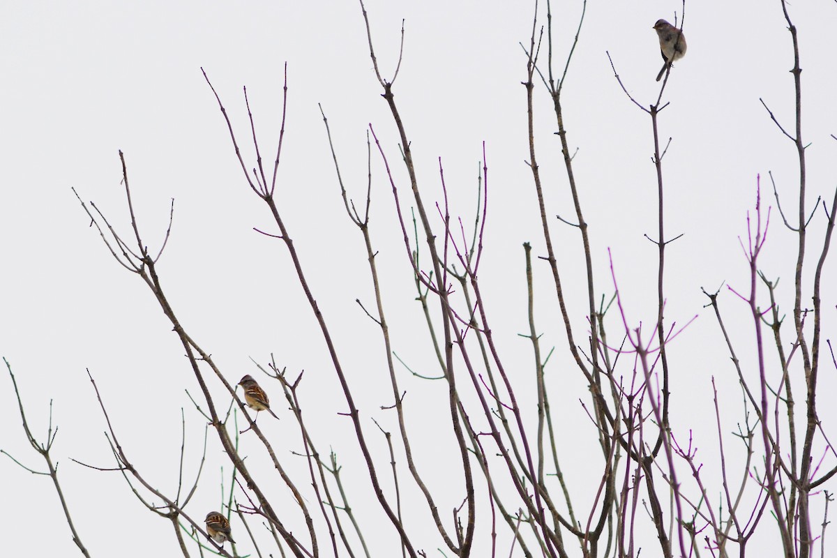 American Tree Sparrow - ML614004246