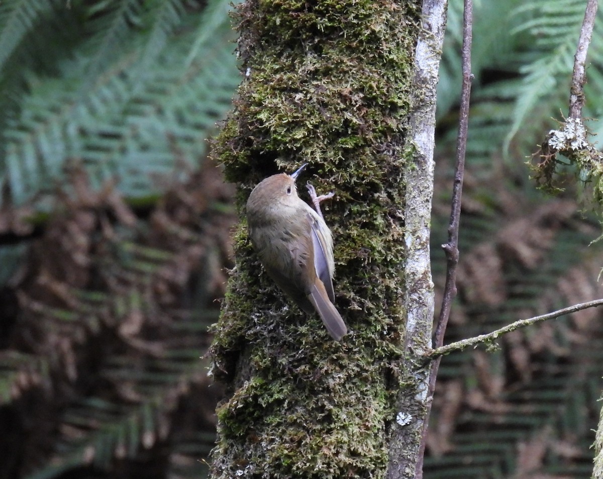 Large-billed Scrubwren - ML614004252