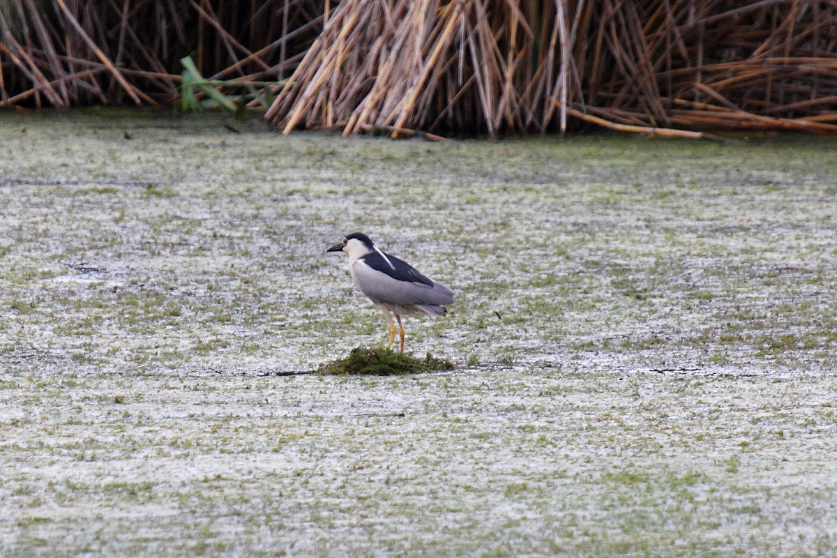 Black-crowned Night Heron - ML614004309