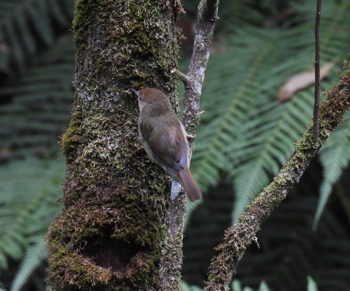 Large-billed Scrubwren - ML614004438