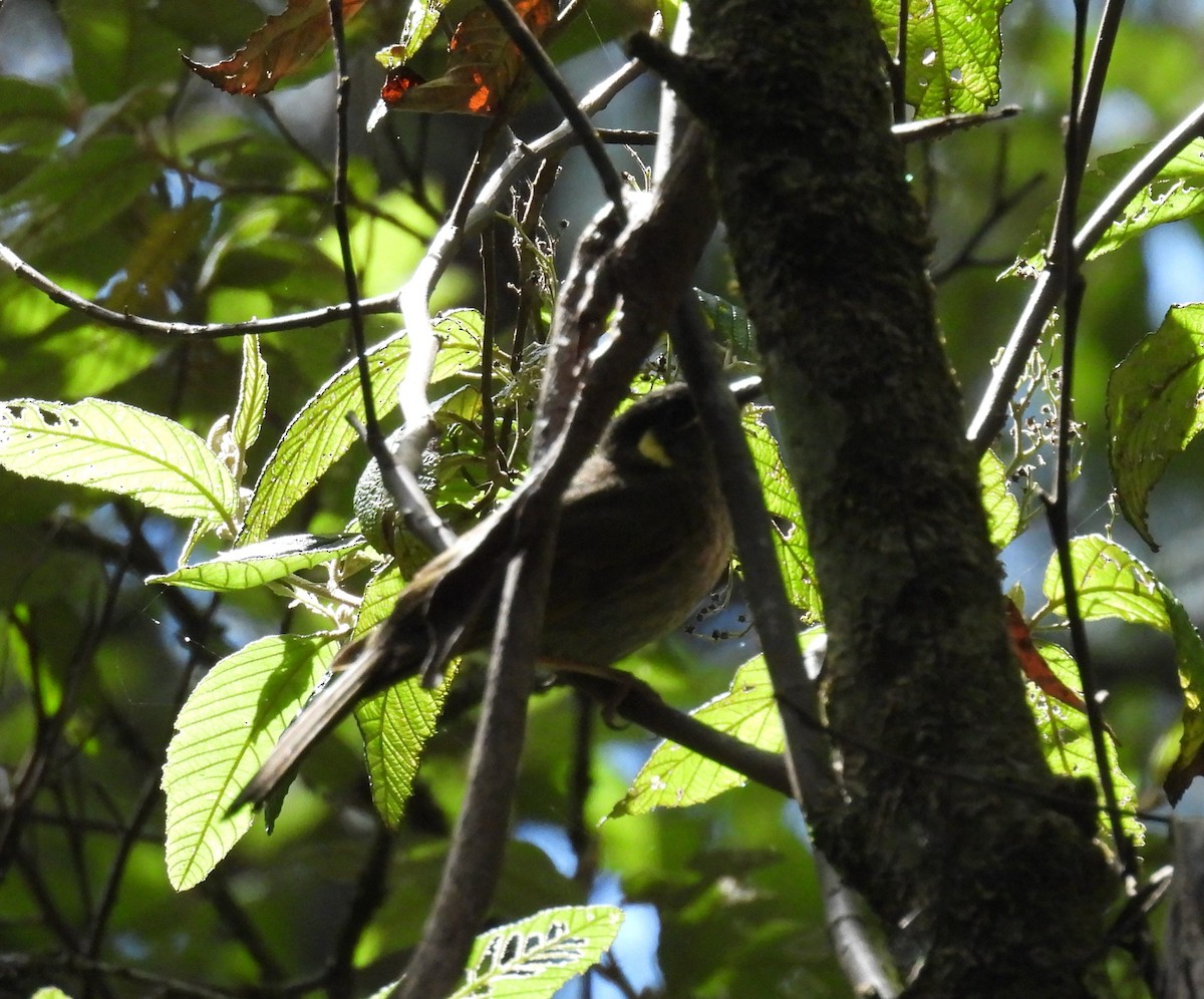 Lewin's Honeyeater - ML614004466