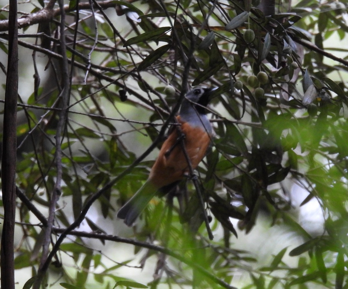 Black-faced Monarch - ML614004532